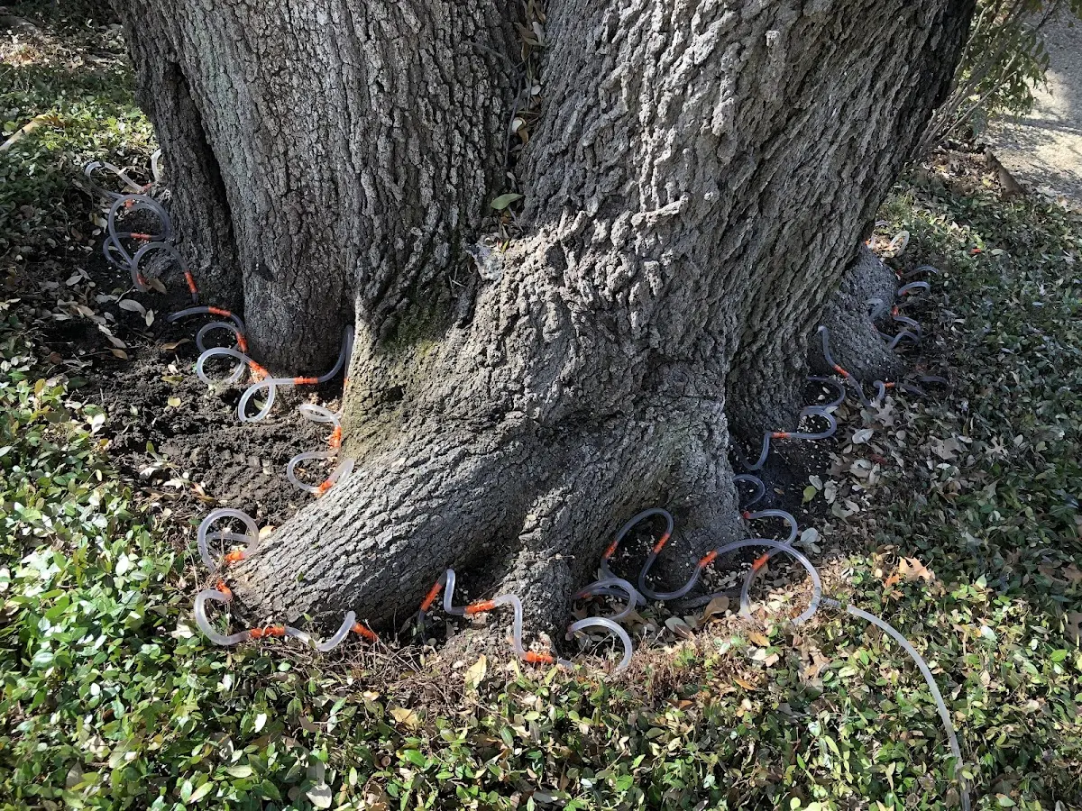 Detailed Tree Cabling and Bracing job site in Valatie