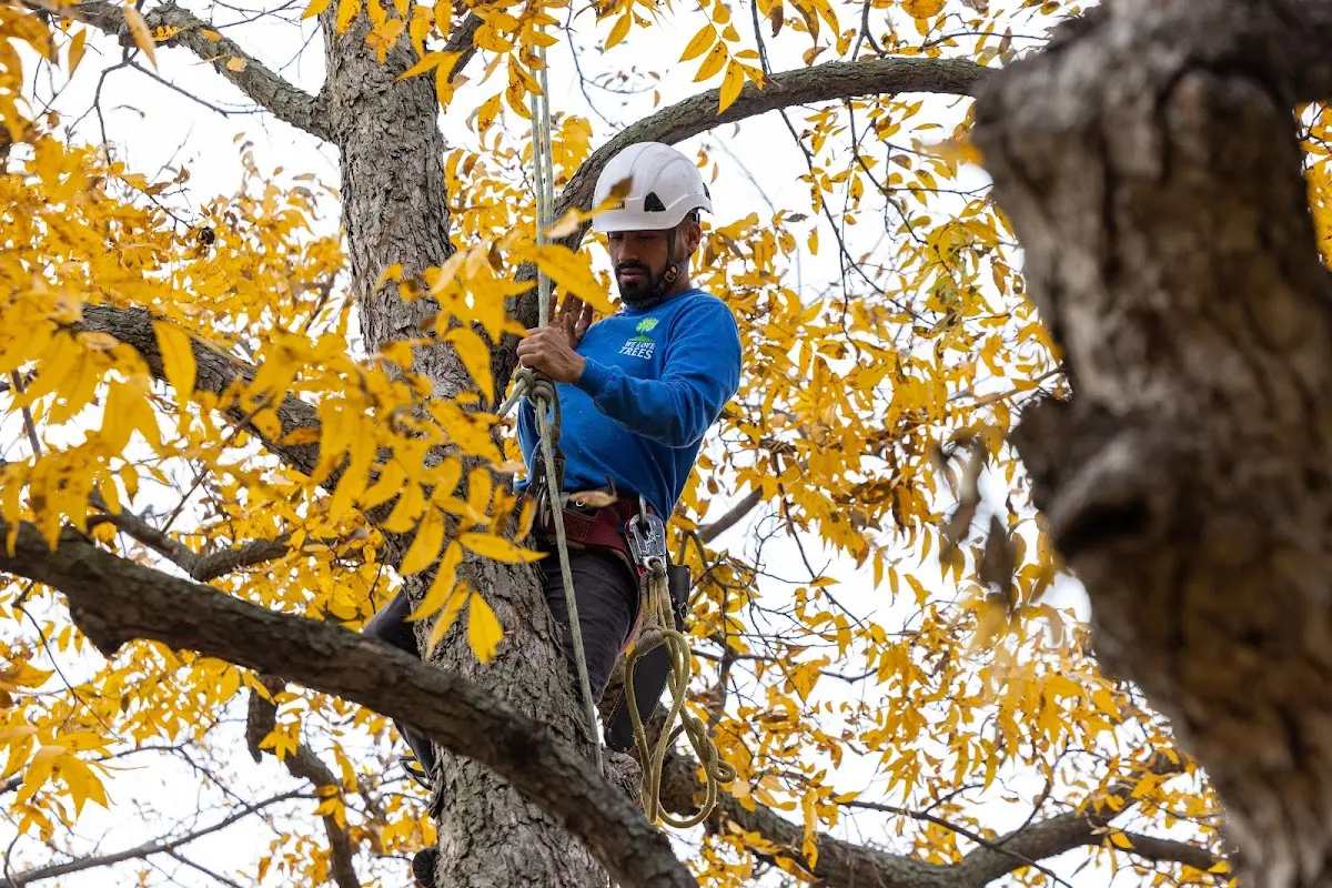 Skilled Tree Planing crew working in Valatie